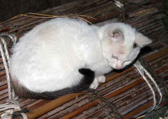 我が家のニャンコ♪2014/02/11-2