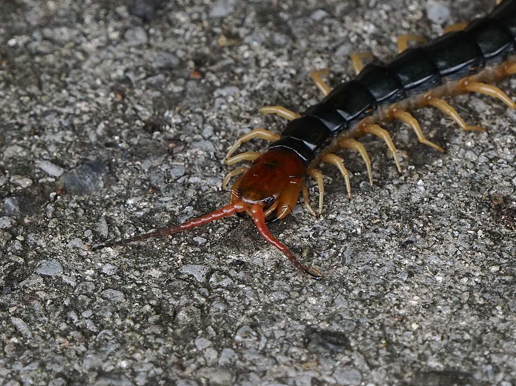 クモ類 多足類 の記事一覧 花鳥風枝 楽天ブログ