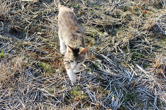 我が家のニャンコ♪2014/06/4-2