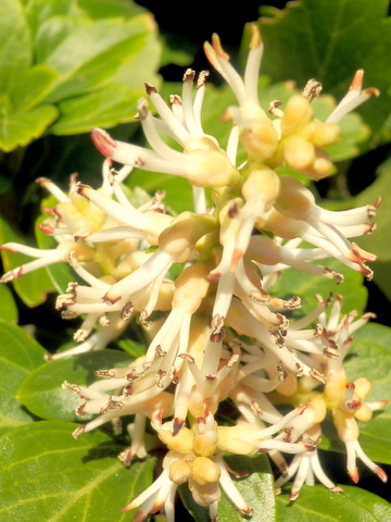 杉が丘の植木の花-2