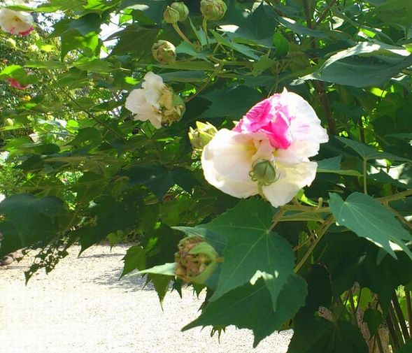 一部ピンクの芙蓉
