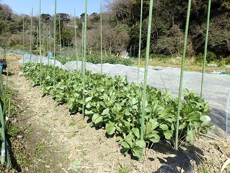 ソラマメ整枝と支柱立て 葉山農園 2月下旬 暇人主婦の家庭菜園 楽天ブログ