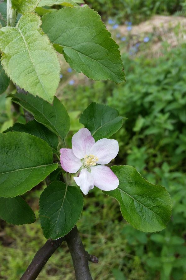 リンゴ ルビースイートの受粉とトマト苗の植え付け 富津市 串焼 権兵衛 始めましょう 家庭菜園 野菜 果樹 楽天ブログ