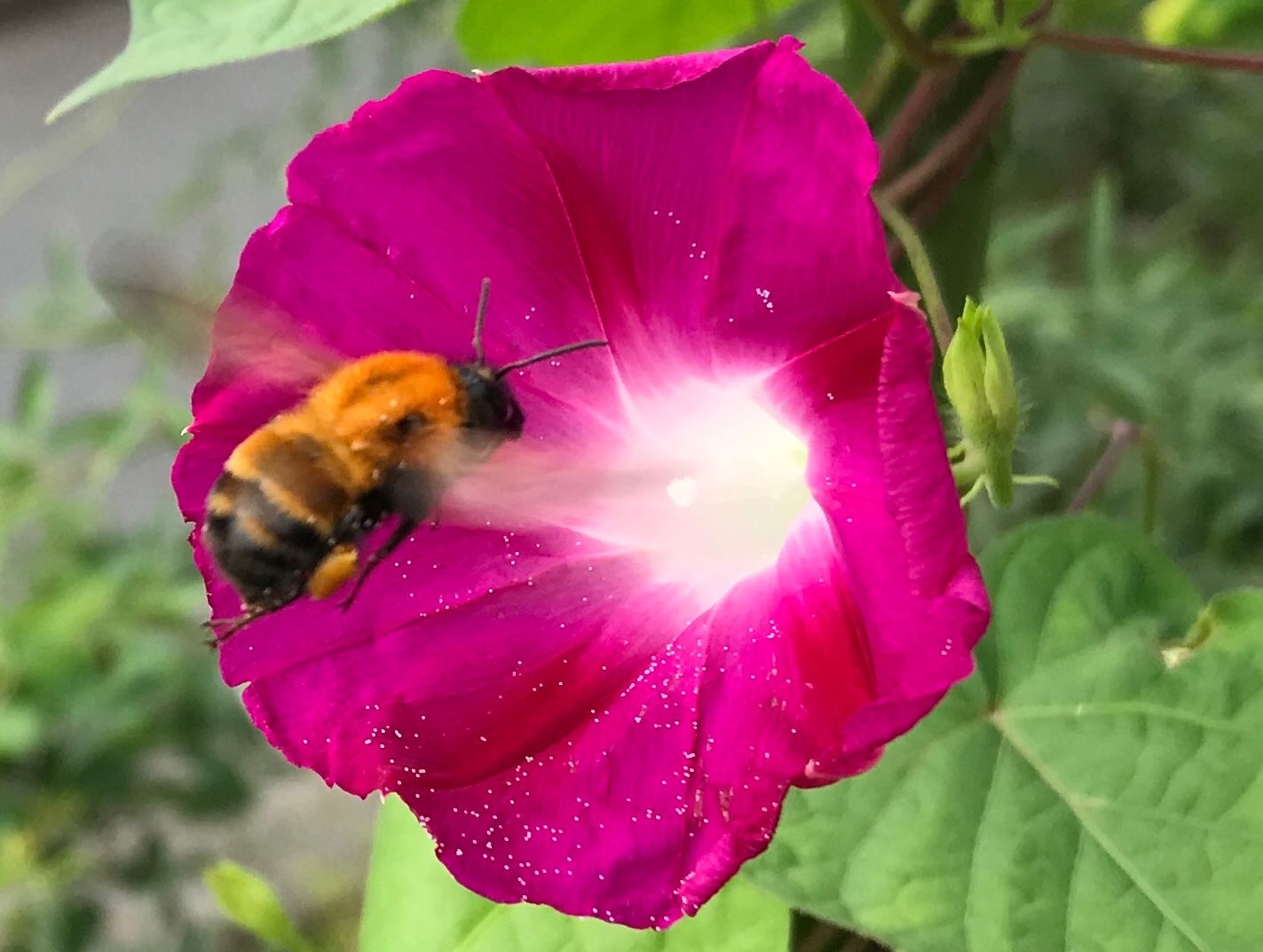 ミツバチ のん木ぶろぐ 楽天ブログ