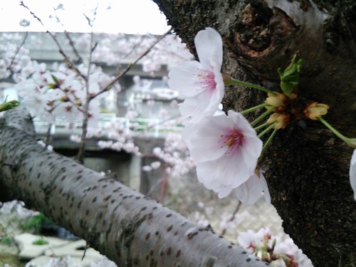 1桜500４.jpg