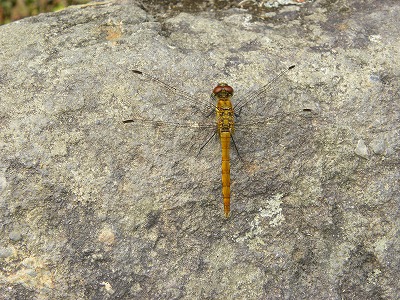 DSCN6287.jpg