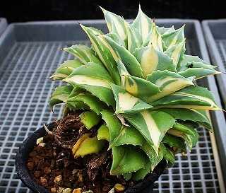 アガベ・氷山植替えと関連種ほか | ☆ガマンマの ニク・サボ栽培