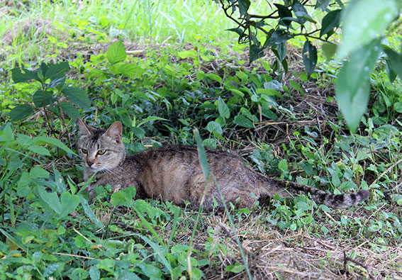 我が家のニャンコ♪2014/06/23-3
