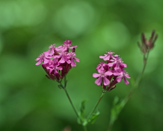 5月31日