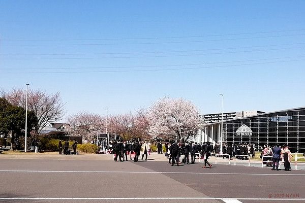 ソメイヨシノ（染井吉野・バラ科）