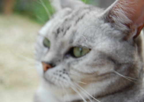 DSC_0237.JPG