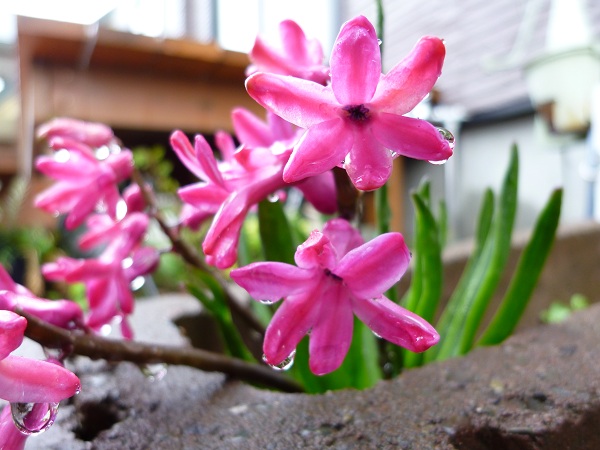 雨の中の花