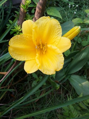 ヘメロカリス.jpg