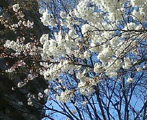sakura2013