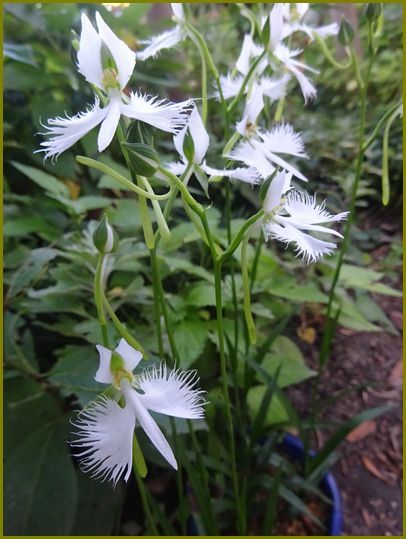 令和２年８月26日）鷺草や天使舞ふほど平和なり♪ | 花の歳時記 （天南星の魅力＆山野草） - 楽天ブログ