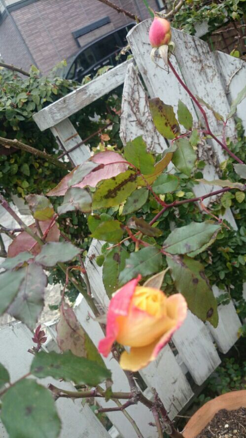rblog-20161224220847-01.jpg