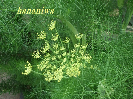 油井邸フェンネルの花１２０５２１.JPG