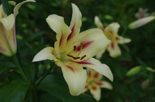 昭和記念公園のゆりの花