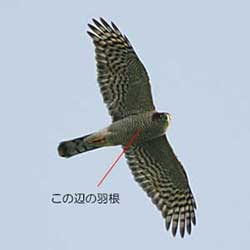 ハイタカ4874.jpg