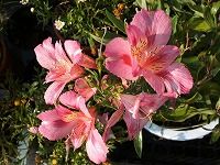 ４月９日の誕生花 アルストロメリア ピンク の花言葉 気配り やさしいピンク色のインカノユリ インカの百合 弥生おばさんのガーデニングノート 花と緑の365日 楽天ブログ