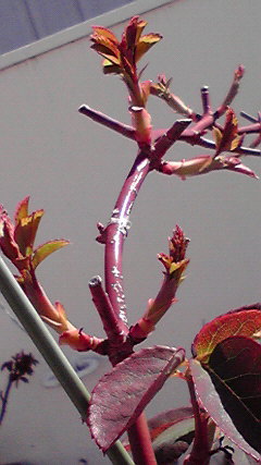 2013031510080001.jpg