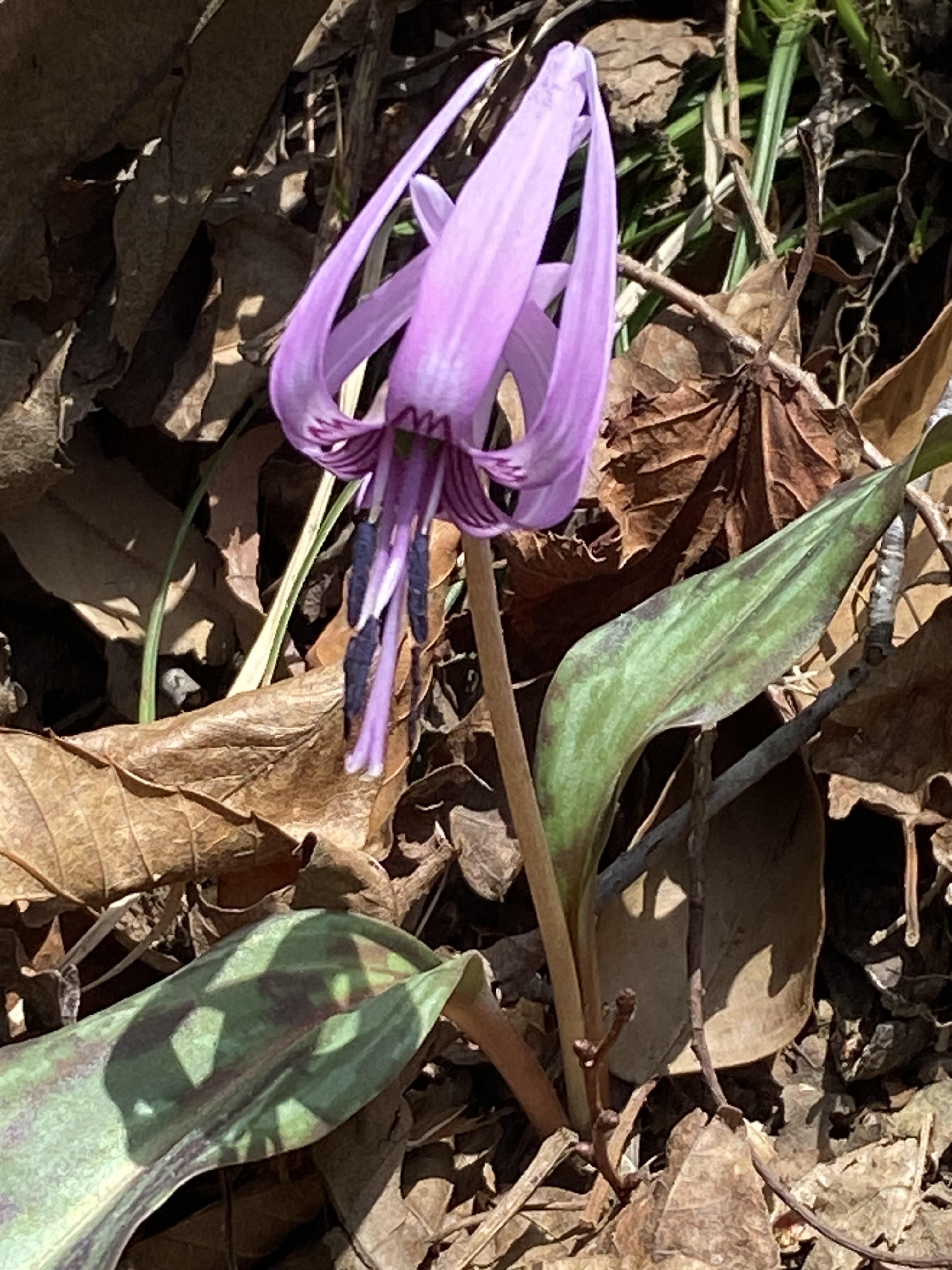 御前山~カタクリの花を見に _ カタクリ草を見に鳩吹山へ – SAZD