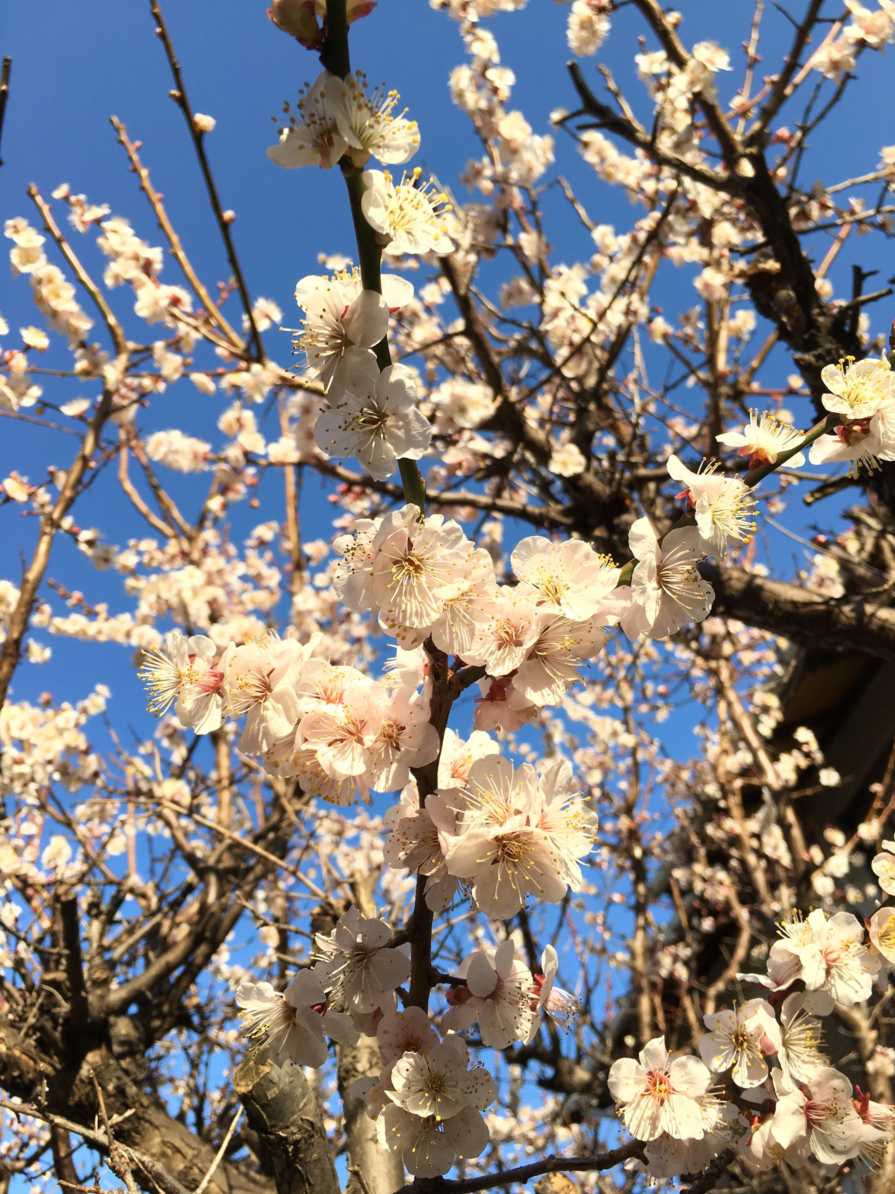 庭の梅と花束の切り絵 Kikimari 気まぐれブログ 楽天ブログ