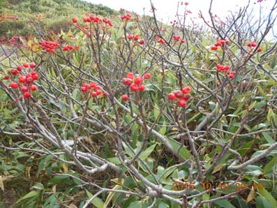 1紅葉028.JPG