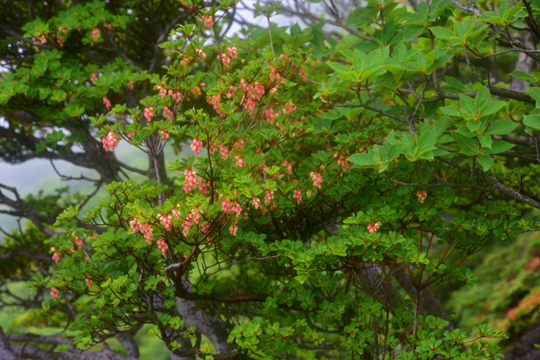 紅灯台
