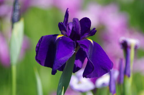 堀切菖蒲園の花菖蒲