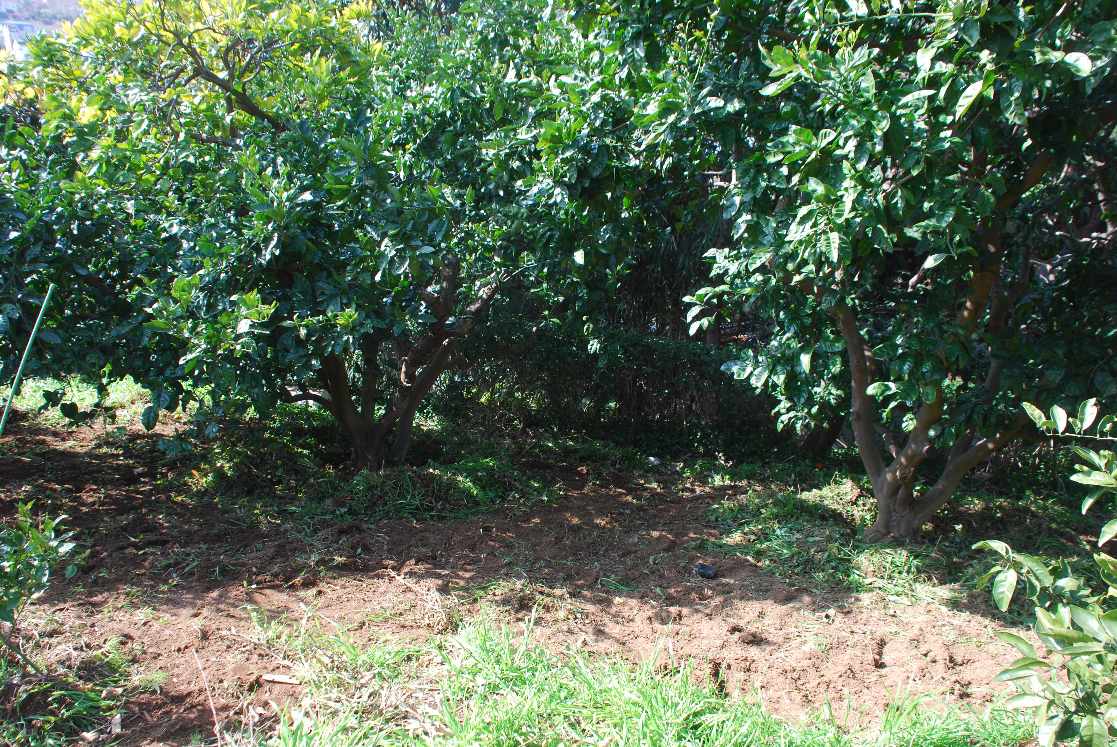 みかんの木へ 引き続き元肥の施肥に行ってくる みかんの木を育てる 四季の変化 楽天ブログ
