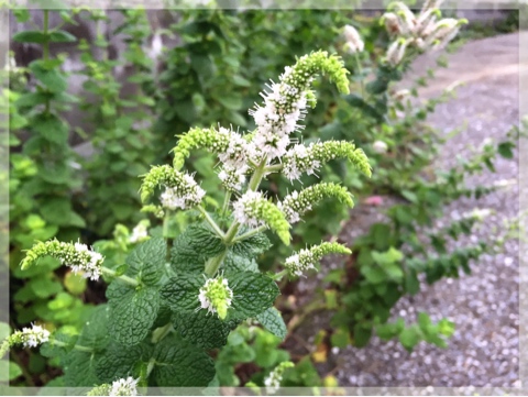 ミントの花