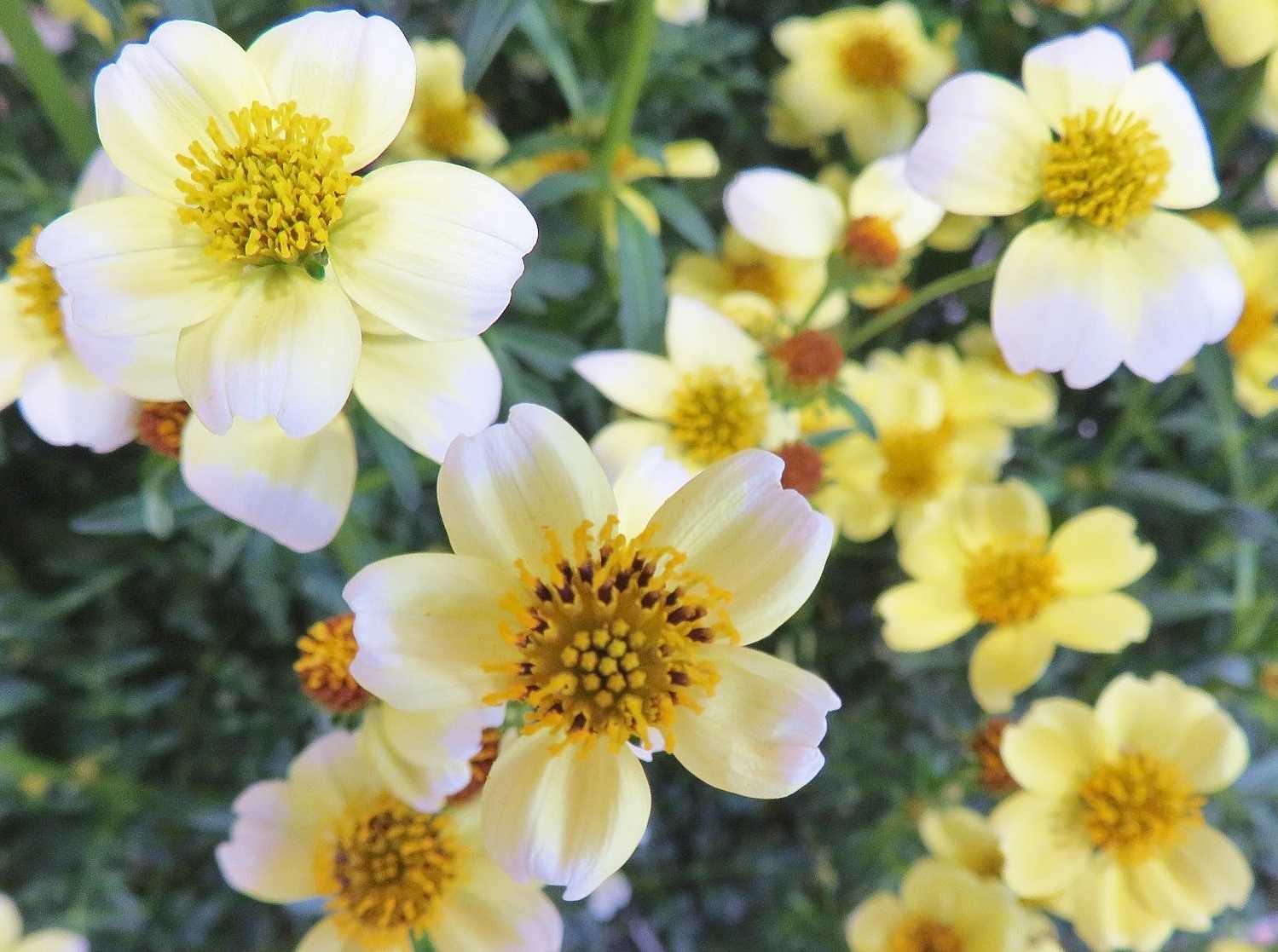 平穏無事 花はビデンス ウインターコスモス だい のひとりごと 楽天ブログ
