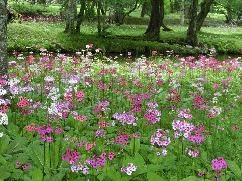 千手ケ浜クリンソウ