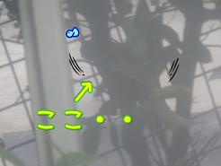 鈴ここ.JPG