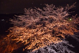 2012sakura5