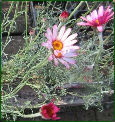 花屋で見つけた 人気のローダンセマムとオステオスぺルマムの種類 狭い庭を花いっぱいにする育て方 楽天ブログ