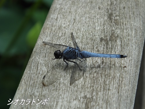 洗足池にて