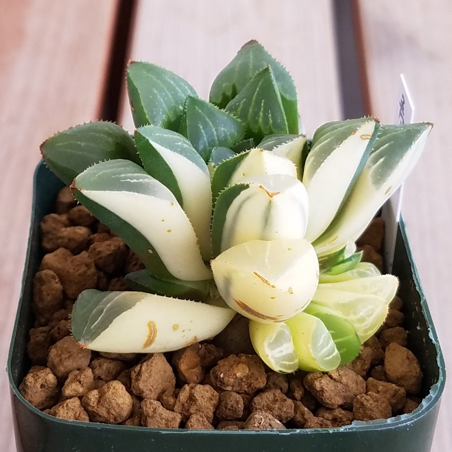 42 ハオルチア 多肉植物 変異玉扇錦 自家繁殖 抜き苗発送