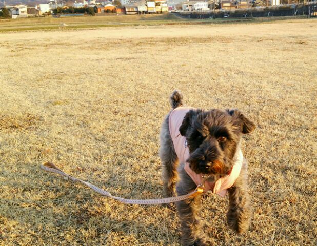 おいで