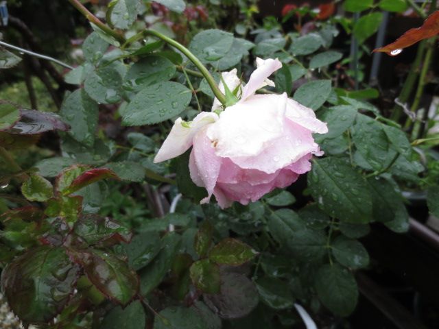 バラの台風対策 防風ネット張り オルガンティーノの開花 ばぁばの薔薇の花園 楽天ブログ