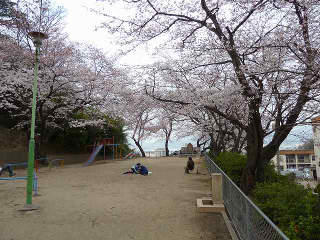 桜満開　平成24年4月 9