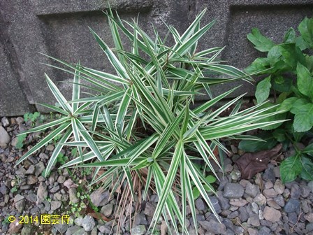 Carex phyllocephala 'Sparkler' 20140927