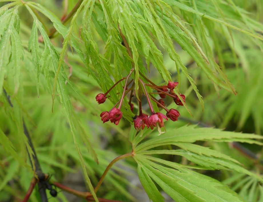 紅葉とあぶらむし きのう何食べた Memorandum Diary 楽天ブログ