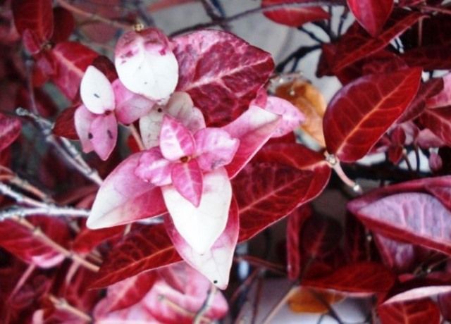 初雪蔓が真っ赤に紅葉 花と蕎麦とリハビリと 楽天ブログ