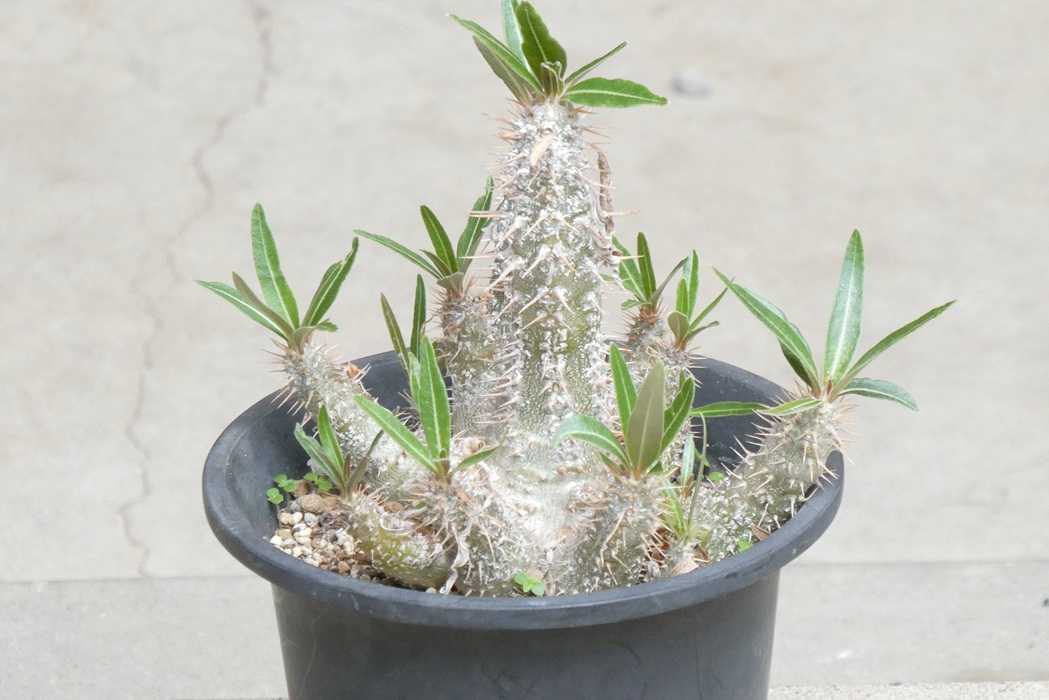 パキポディウム　ビカラー パキポディウム・ビカラー(Pachypodium bicolor) | 小平太1098のブログ