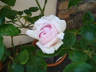 P1020183ss.jpg