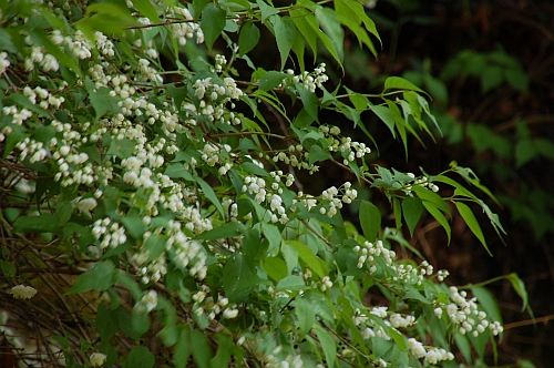 卯の花が咲き出して 二代目館長日記 楽天ブログ