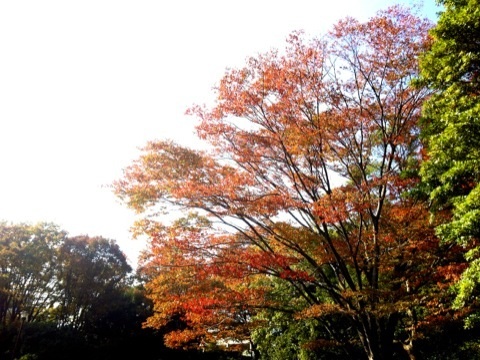 久良岐公園の紅葉