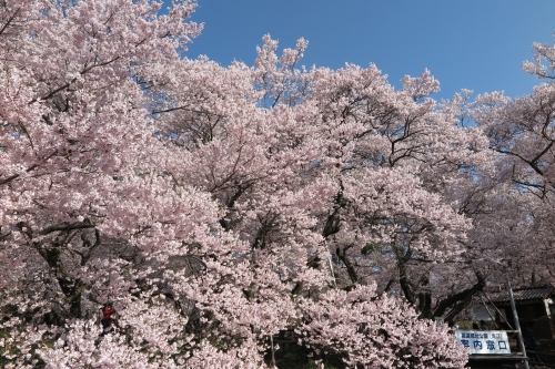 高遠城05